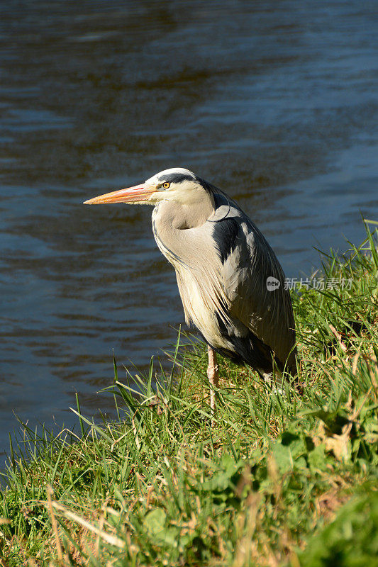 Ardea cinerea站着，脖子缩回。